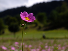 花一輪