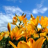 太陽色の花