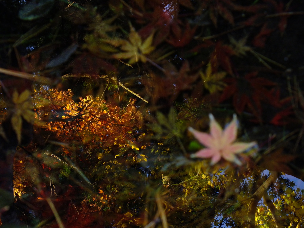 水の上の紅葉