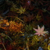 水の上の紅葉