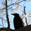 カラスだって、、、