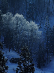 白い枝