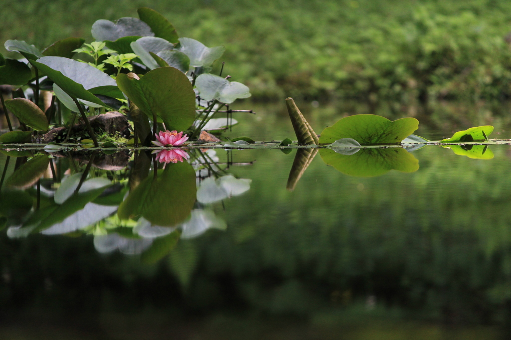 夢の華　現の華