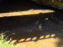 橋