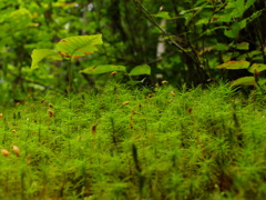 苔の森