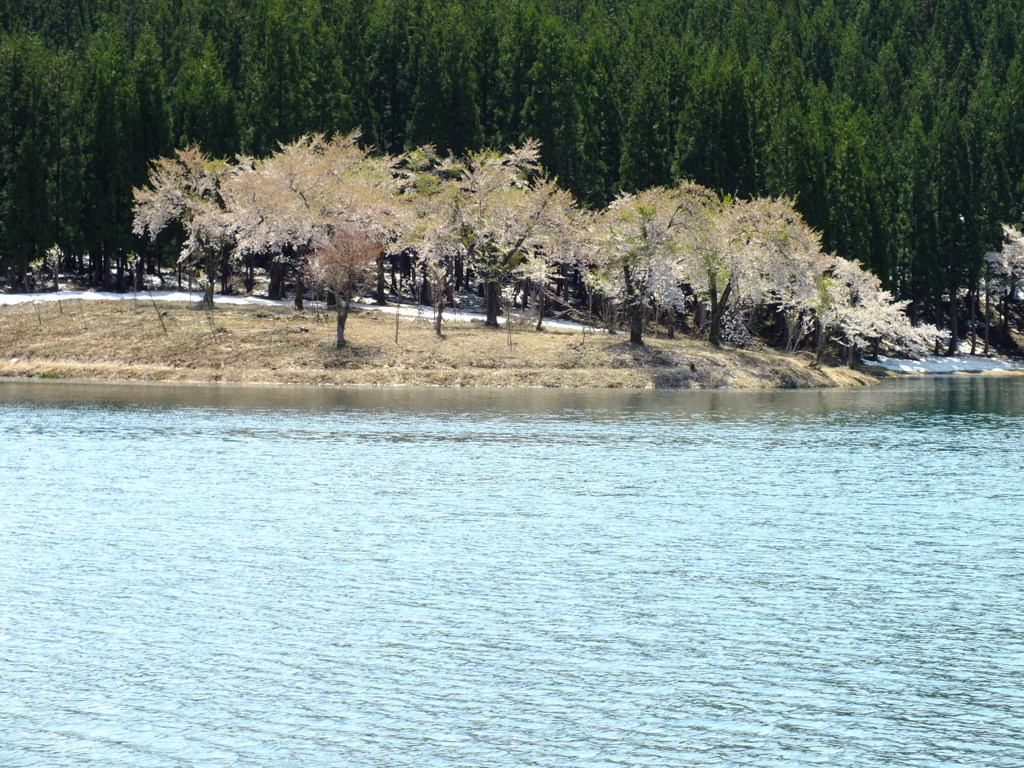 中子の桜