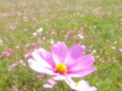 風渡す花