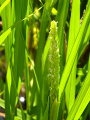 米の花、、、だった物