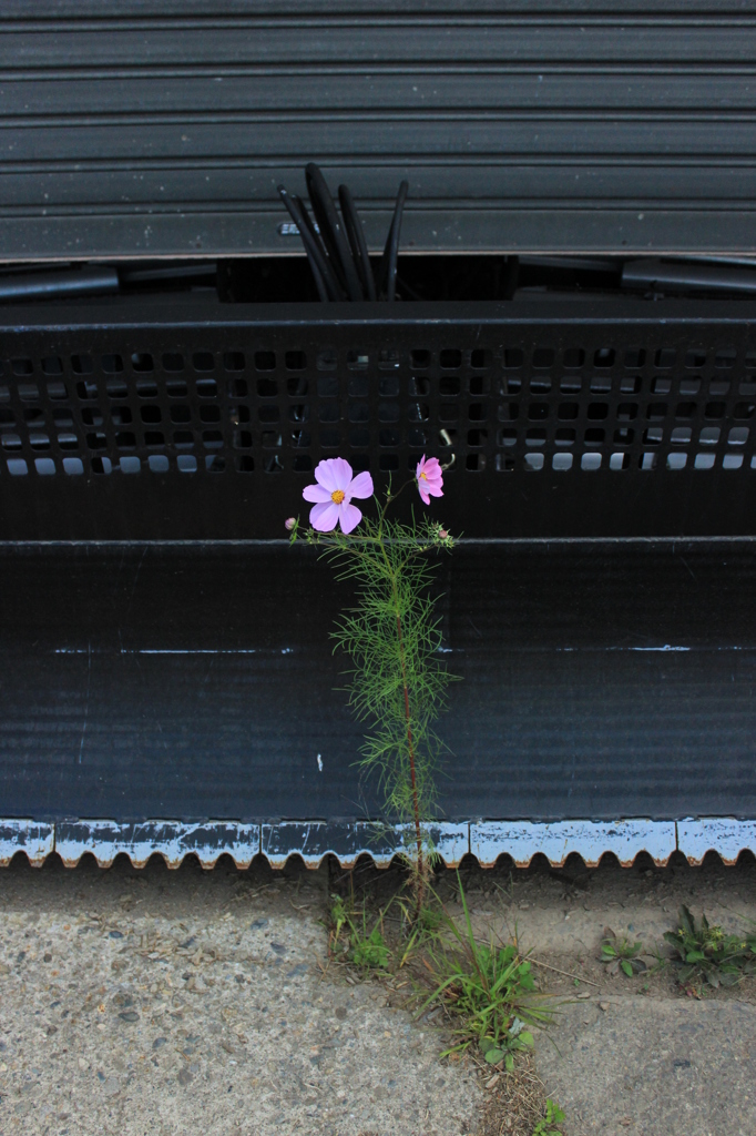 頑張るあなたにも一輪の花を。