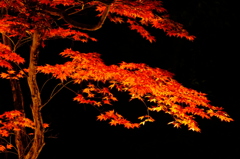 夜の艶姿