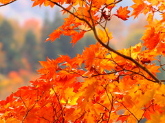 秋の色　太陽の色～１～