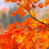秋の色　太陽の色～１～