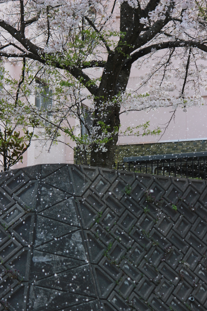 桜雨