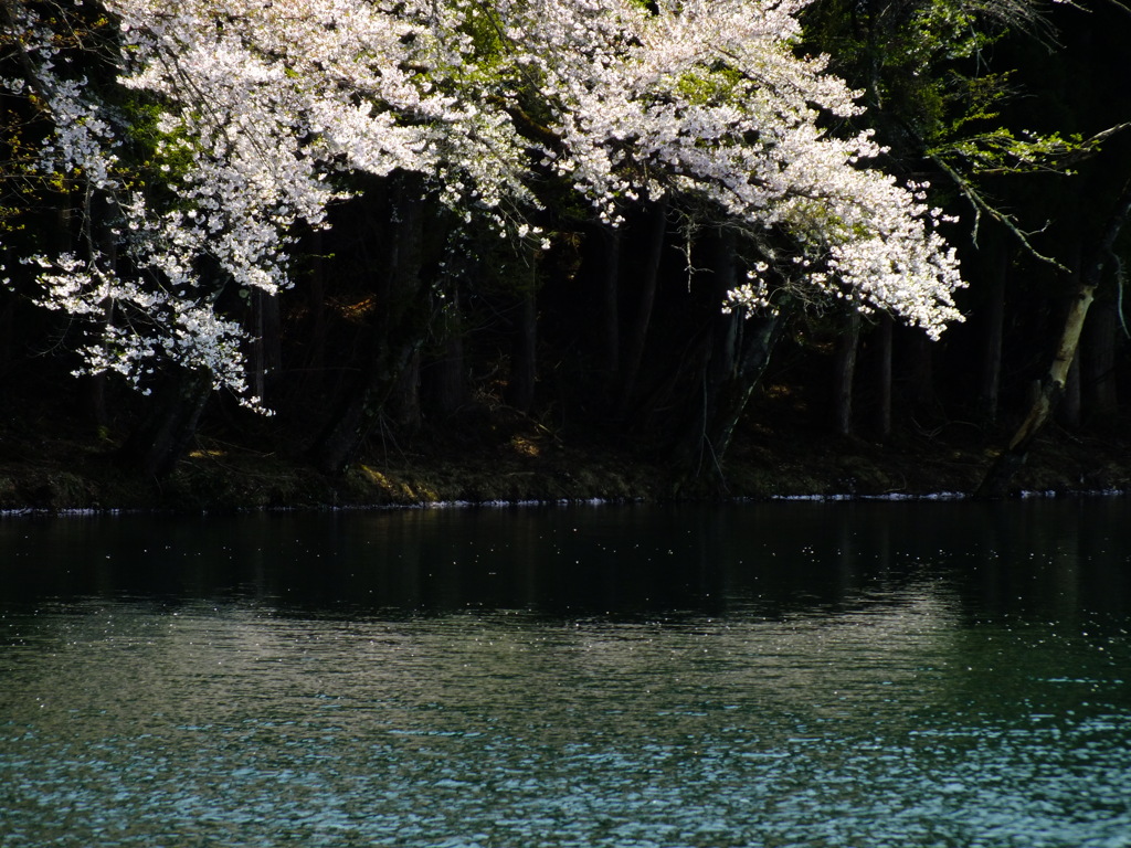 水桜