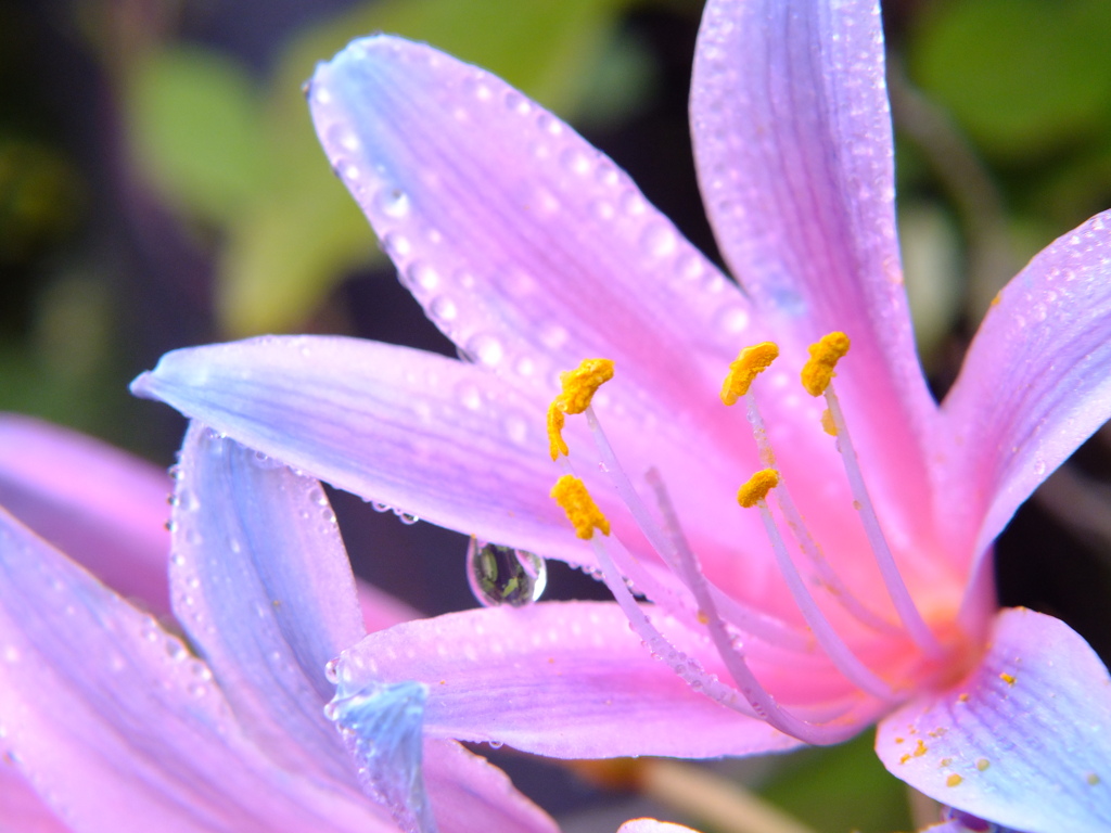 水濡花