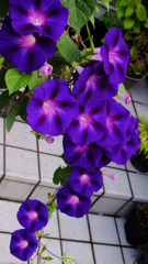 枝垂れ朝顔