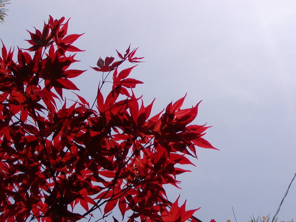 紅葉