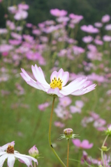 秋に咲く桜