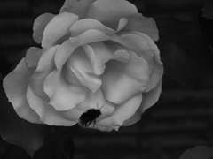 薔薇