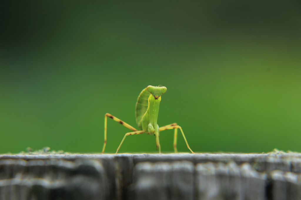 子カマキリ