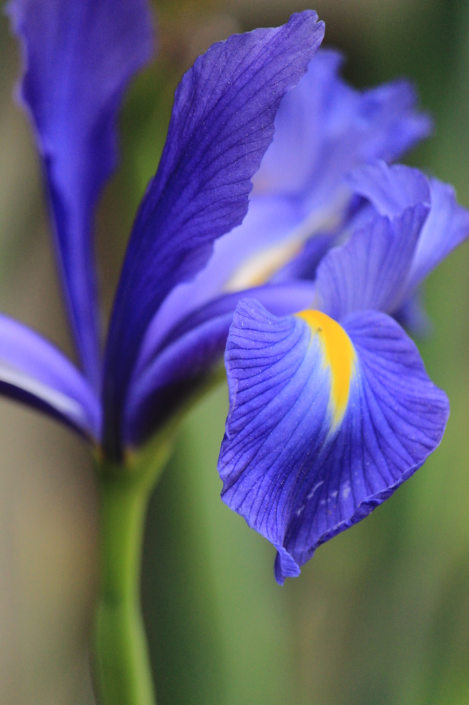 菖蒲