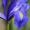 菖蒲