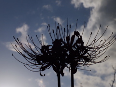 彼岸花