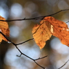 ブナ紅葉