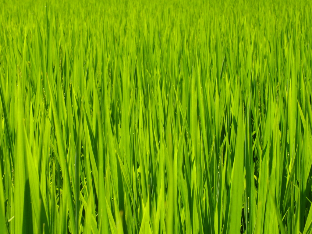 緑の絨毯