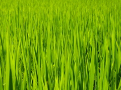 緑の絨毯
