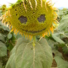太陽の様な、、、
