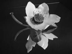 華