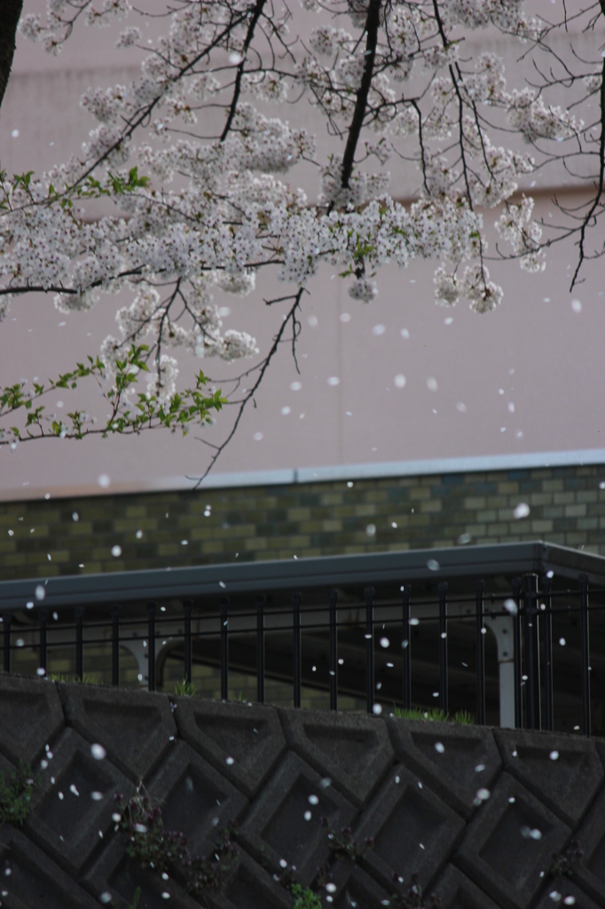 桜ひらひら