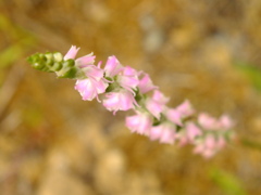 ねじり花