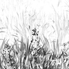 カキツバタ