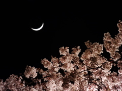 夜桜二重奏～ヨザクラデュエット～
