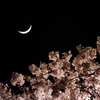 夜桜二重奏～ヨザクラデュエット～