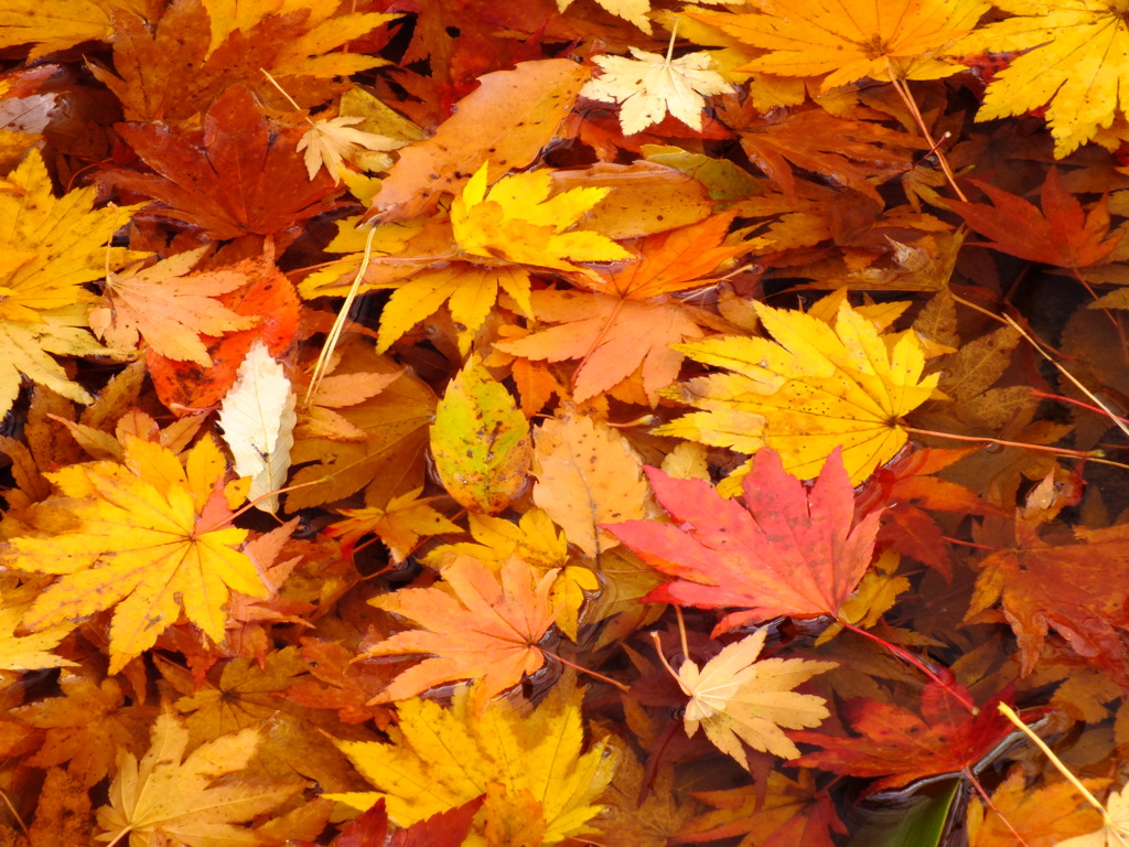 水紅葉