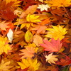 水紅葉
