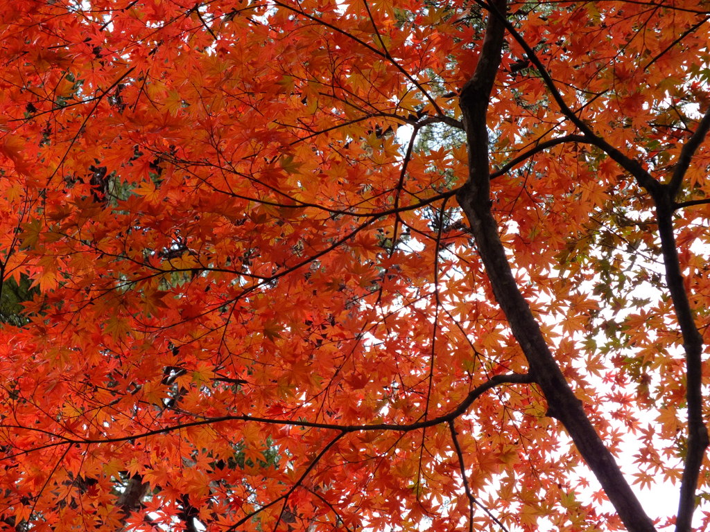 紅天井