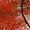 紅天井