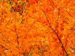 秋の色　太陽の色～３～