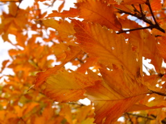 秋の色　太陽の色～２～