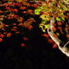 紅葉のモビール