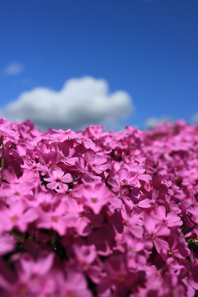 花の上の雲