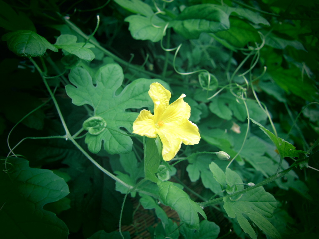 ゴーヤの花