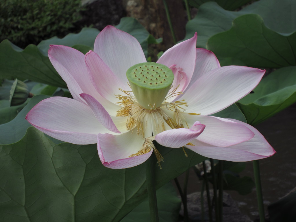 蓮の花