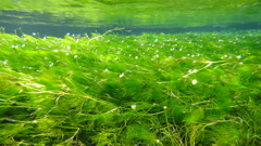 水の中の梅花藻