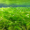 水の中の梅花藻