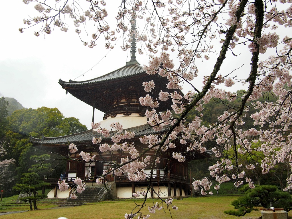 国宝と桜